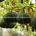 PU09 Jinli f1 híbrido semillas de calabaza verde